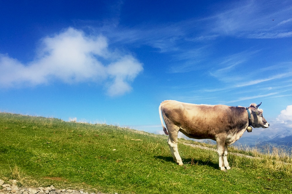 Uma vaca Milka nos Alpes