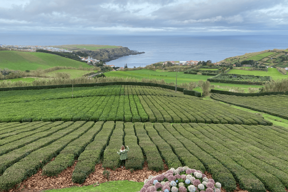Chá Gorreana Açores © Mar de Sal